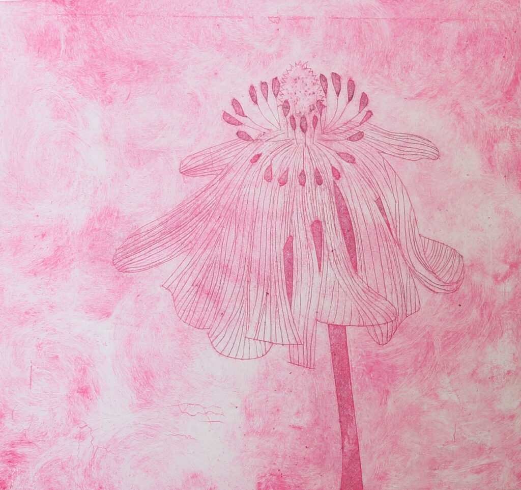 Pink Poppy